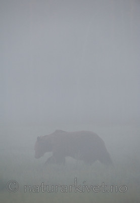 BB 10 0081 / Ursus arctos / Brunbjørn